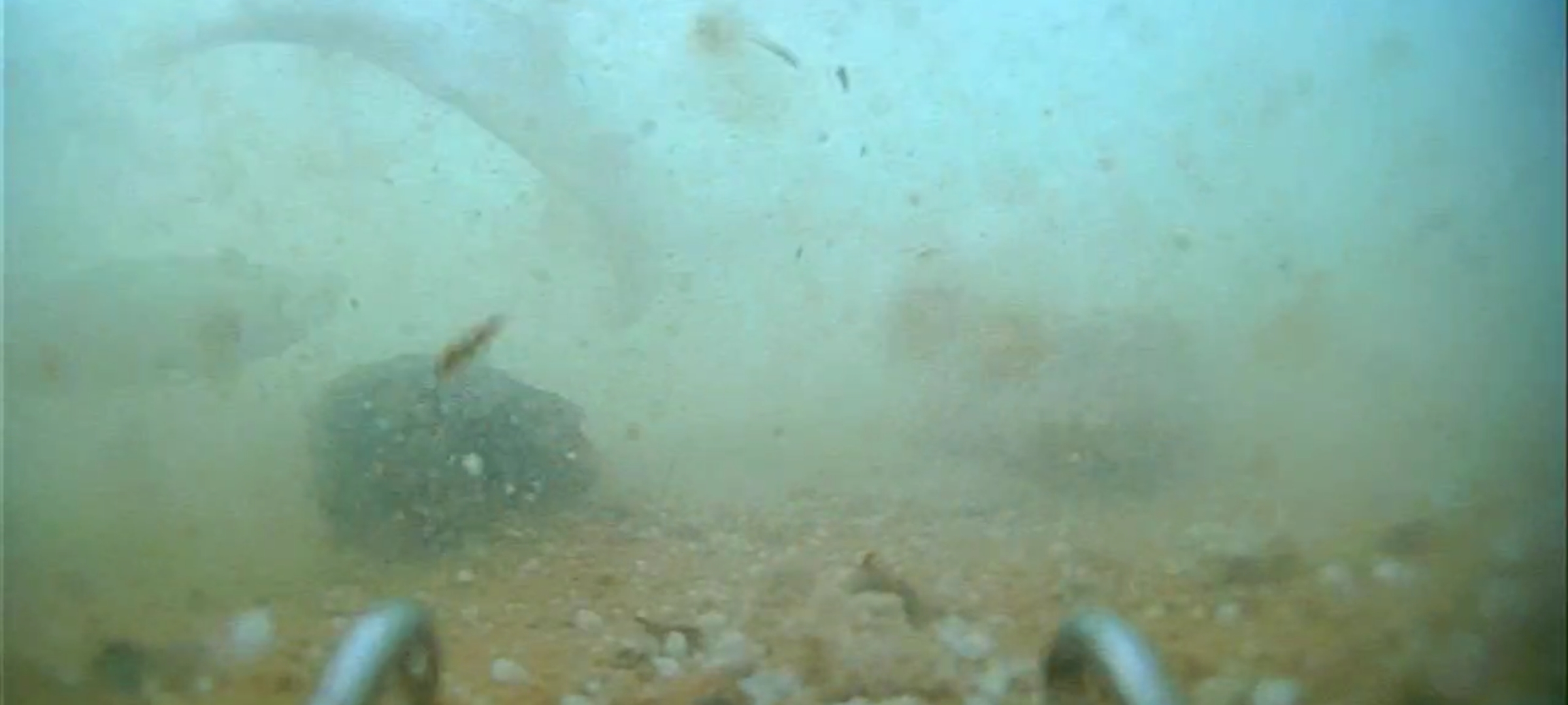 |钓鱼用牛屎打窝有用吗？