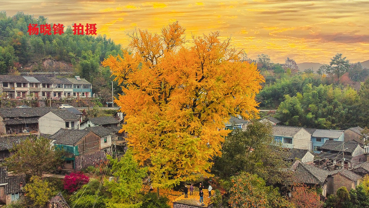 乡村旅游|银杏兄弟，惊艳了整座山，秋天多看树