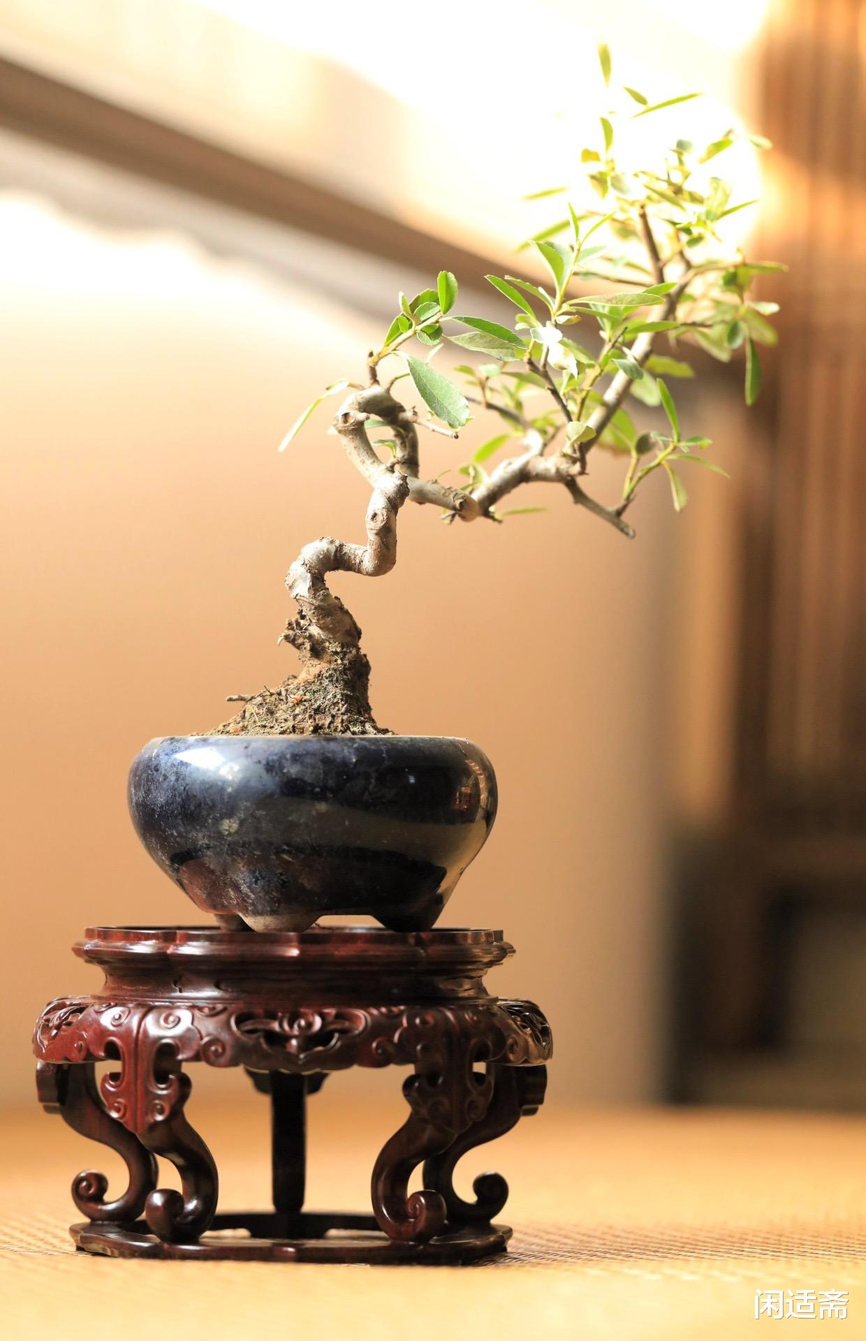 紫檀|东方精美器物，紫檀带托泥如意高足几座