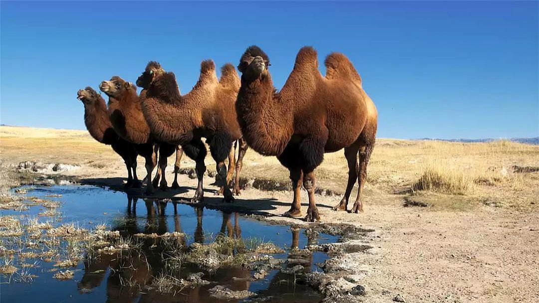 骆驼在49°C也很少出汗，有一套“自给式冷却系统”