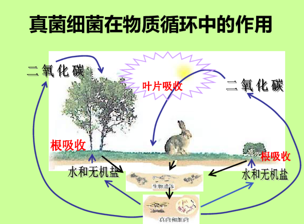 世界上最大的生命体:占地近9平方公里,现在依旧在疯狂生长