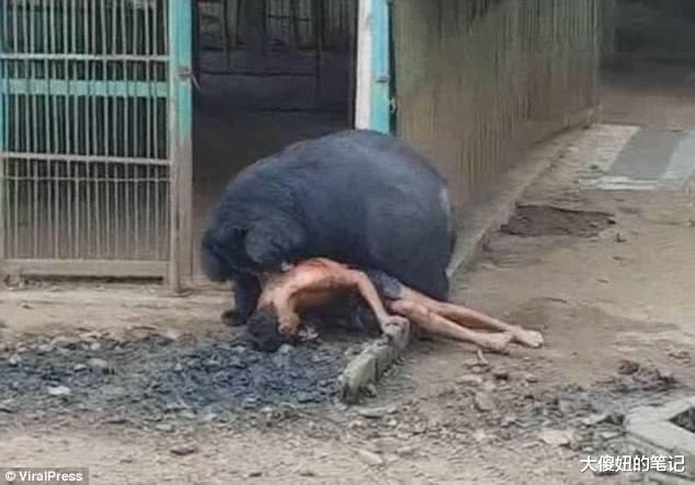 无脑男把食物放黑熊嘴边不给它吃 游客看他“被拖进笼子撕咬”