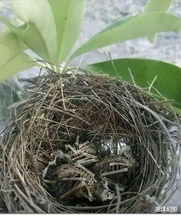 这些动物太神奇了