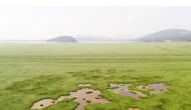草原|中国淡水湖这么多，为什么身为第一的鄱阳成了绿原？还禁止游牧？