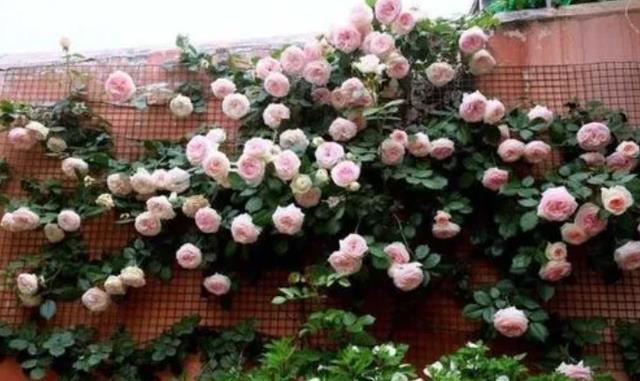 阳台党想要打造“小型花墙”,推荐4款藤月,花期长、占用空间小