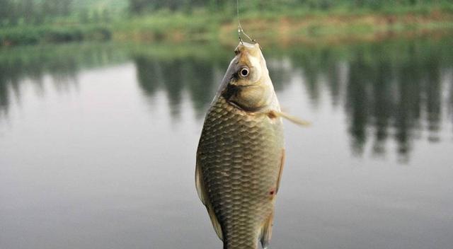 |初秋仲秋钓鲫鱼3钓3不钓，晚秋钓鲫鱼则4钓4不钓，你都知道吗？