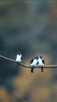 “好不容易把房贷车贷给还完了,你要让我重新还一遍?”