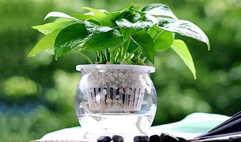 办公室|在选择办公室的装饰品上有什么风水讲究吗