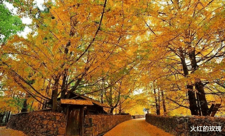 银杏树|中国最美的银杏都在哪？