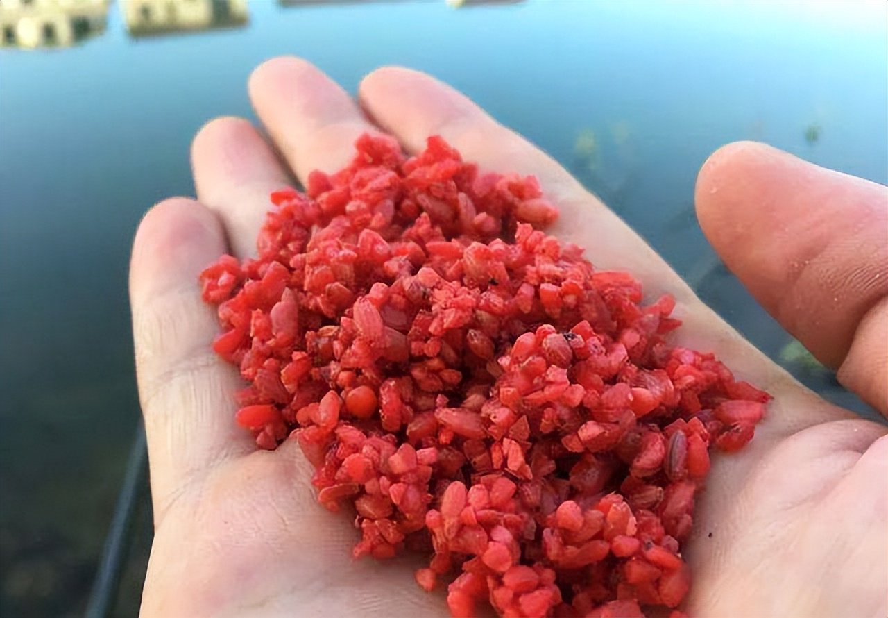 |挂钩麦粒钓鱼,有人欢喜有人愁,教你用麦粒钓鱼的正确方法