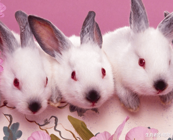 属兔|事业一飞冲天，属兔人在虎年迎接大好运势，在职场不断蜕变