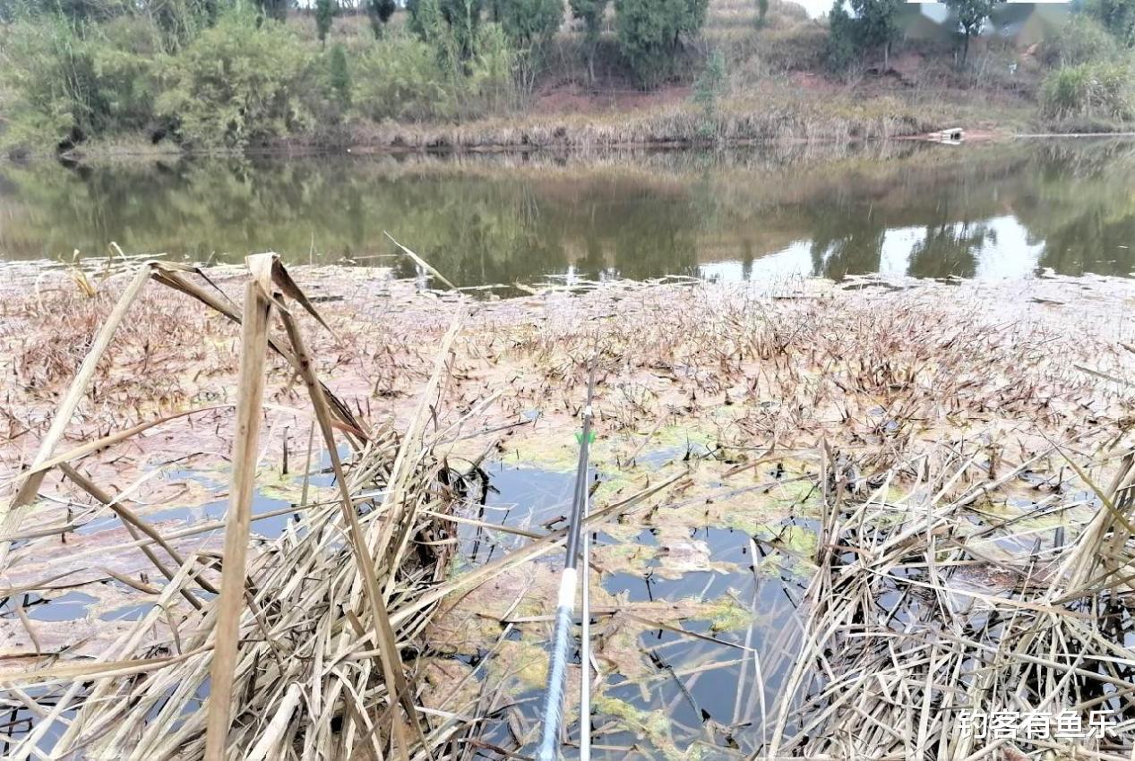 饵料|钓鱼钓草有什么技巧？钓不到鱼，不一定是钓技差，原来是这些原因