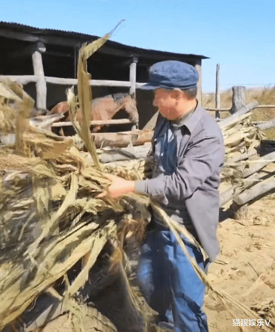 邵峰|52岁邵峰晒农村生活日常!泥土地喂牲口手法熟练,穿衣打扮好朴素