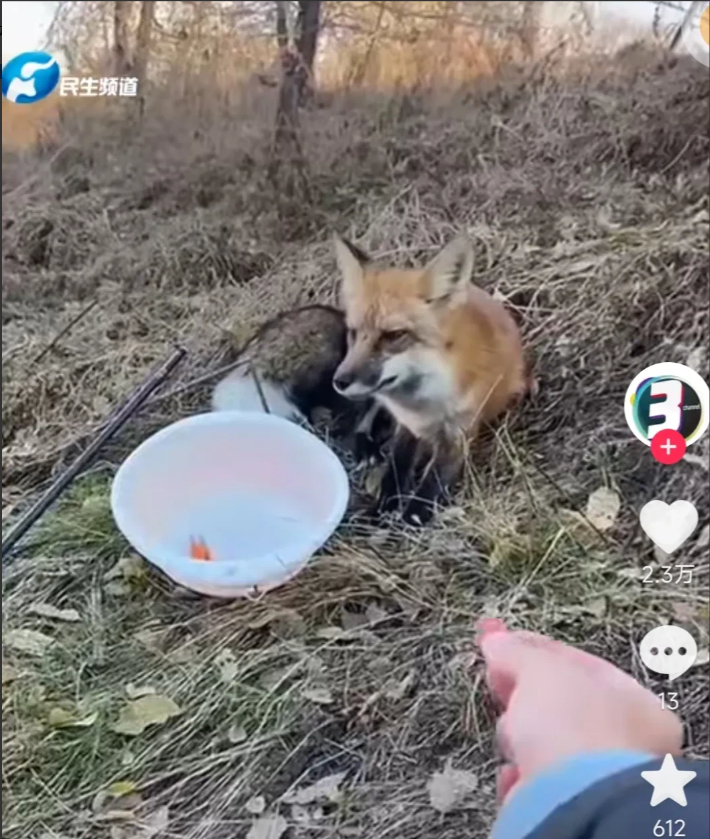 狐狸|重庆一男子外出钓鱼时,机缘巧合下结识了一只小狐狸