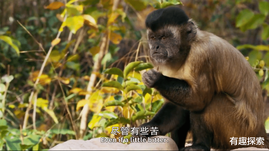 巴西猴子5万年前进入“石器时代”?专家:石器遗址并非人类制造