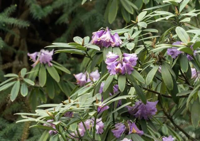 汶川|约！汶川『6月花花世界』已上新！