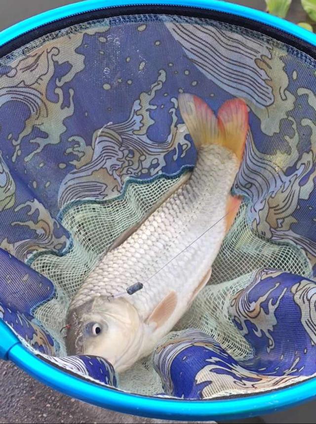 |浅谈逗钓都适用在哪些钓法之中