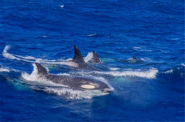 多少头虎鲸能杀死16米蓝鲸?一场几小时的海湾激战,结局不出所料