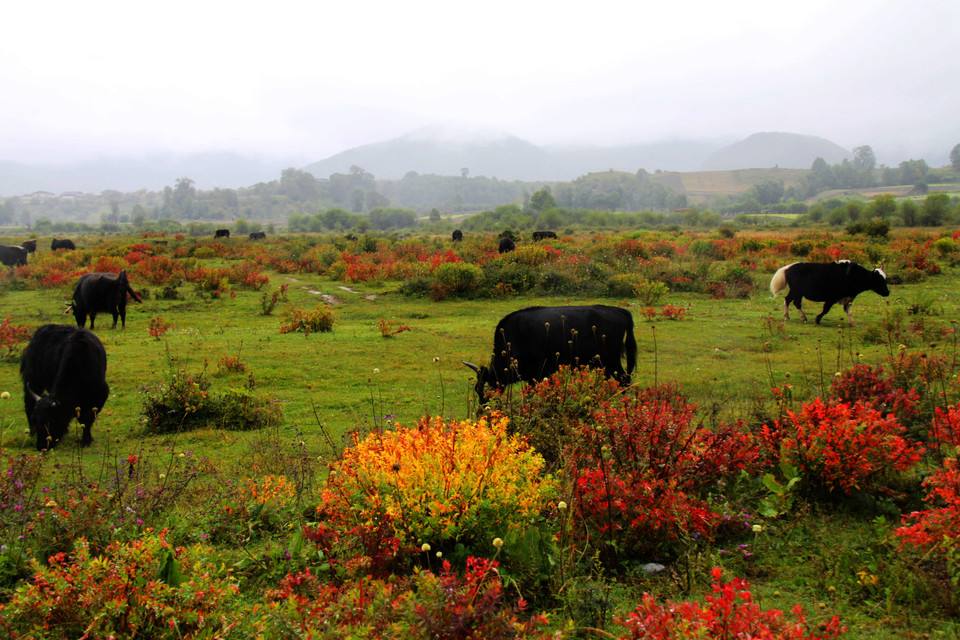 广东省|中国城市爱乱改名,唯独这座城市误打误撞,名扬世界