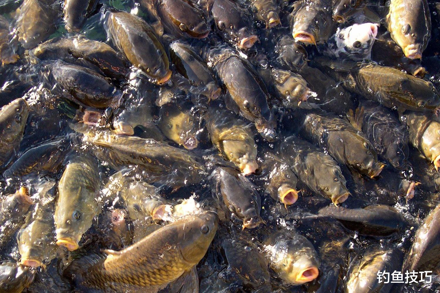 |为什么晚春钓鱼时鱼口不好？晚春时鱼口不好的5个原因