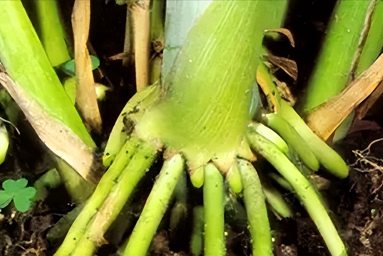 阿莫西林|肾结石排石两大食谱,最快半个月成功排石