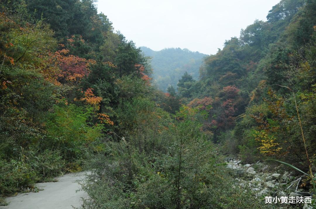 自驾|承包一整个山谷的绚烂秋色！就在西安周边，自驾可达0门票！