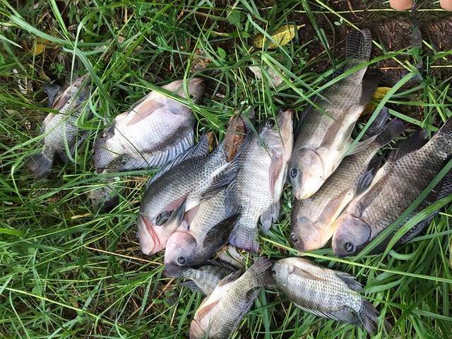 罗非鱼|介绍一种特殊钓罗非鱼方法——广西钓鱼人叫“点窝”