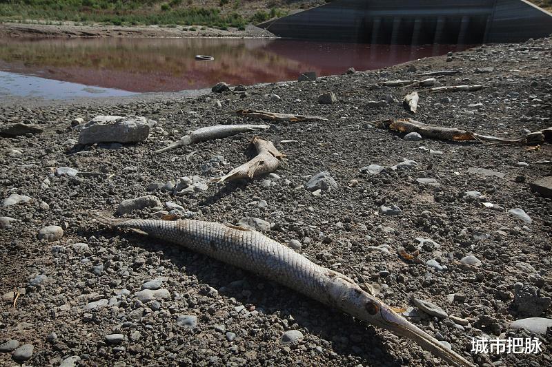 鳄雀鳝|河南汝州抽干湖水捕外来物种鳄雀鳝引争议:钓鱼佬就能搞定这事?