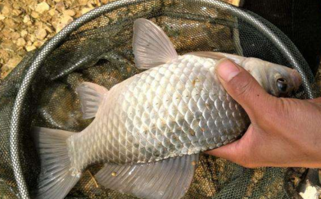 饵料|夏至来临，重窝死守已非首选，顺应节气改钓法，才能连竿大鱼