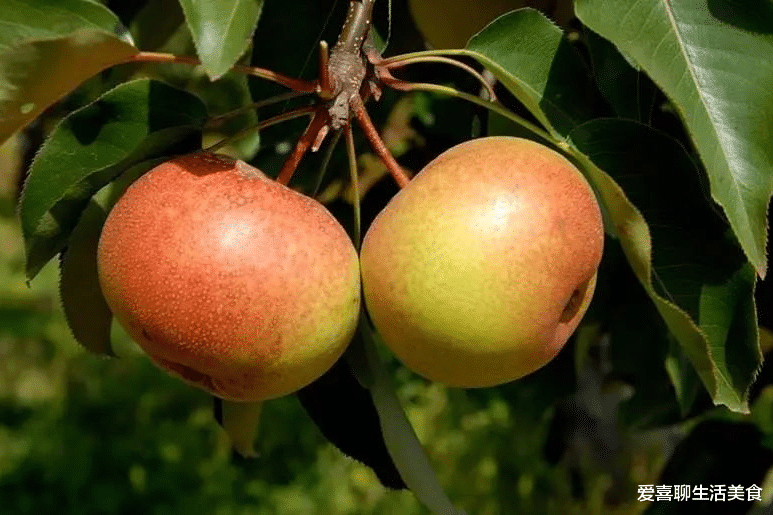 高血压|明日白露，饮食要顺应时节，少吃2瓜多吃6白，顺利度过季节交换