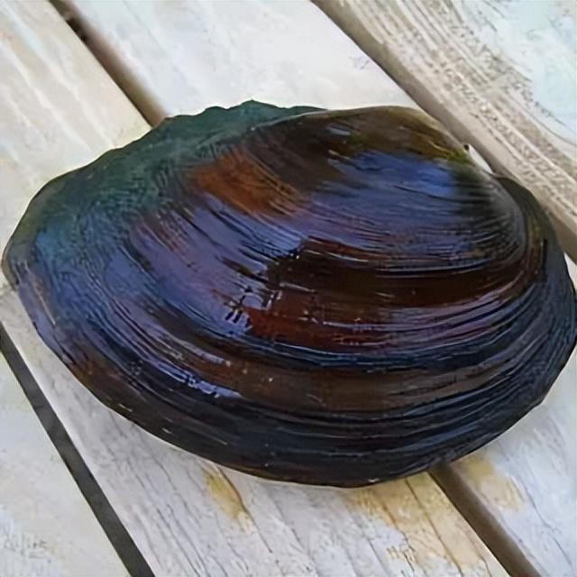 美丽|没想到，不会动的河蚌，原来是个会钓鱼的大骗子