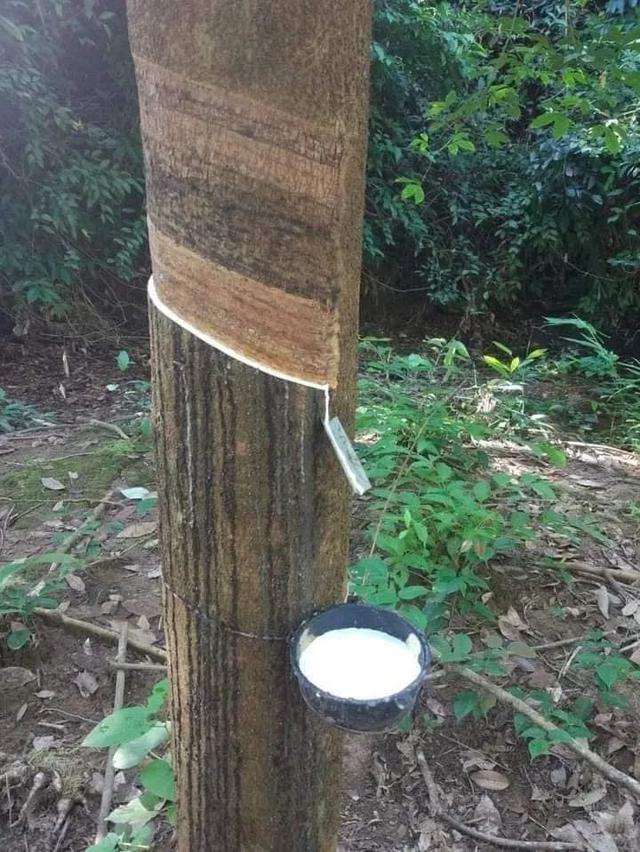 缅甸|缅甸孟邦橡胶园招聘不到专业工人,面临无人割胶的尴尬局面