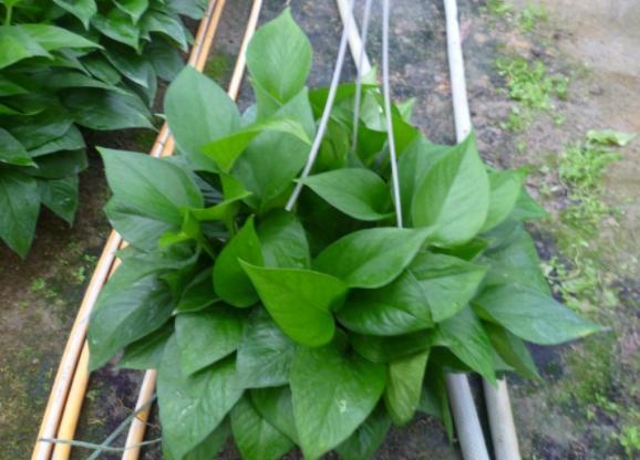 ?新装修的房子养啥花?就选除甲醛寓意好的盆栽,家中的角落全包了