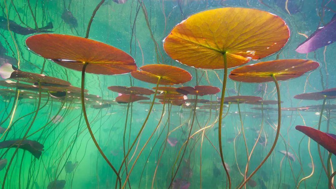 拍荷花，你有想过在水里拍吗？摄影师带你领略不一样的水下莲花