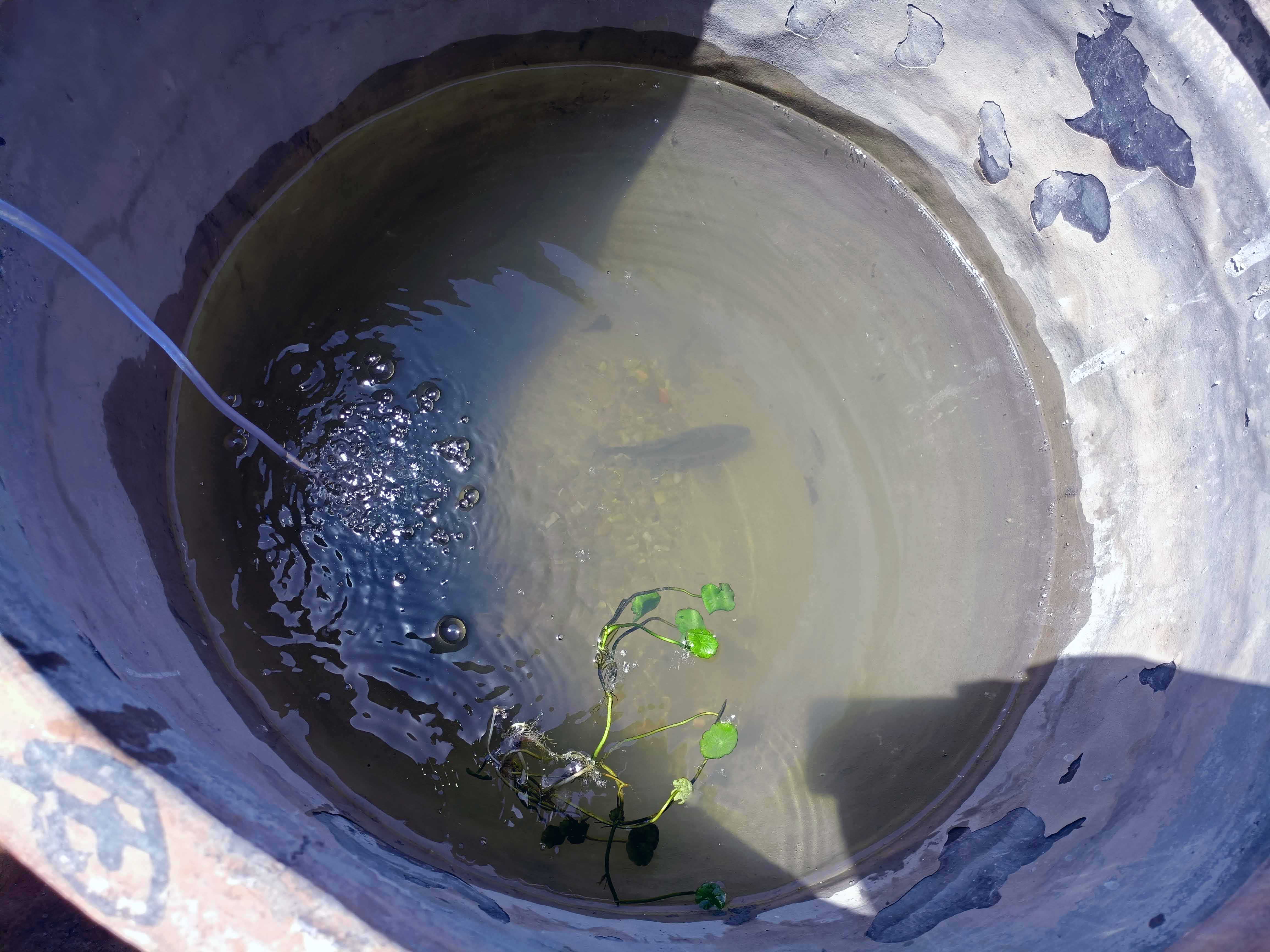 醉逍遥|有一个爱钓鱼的亲戚，隔三差五就来家里送鱼，用大水缸养起来？