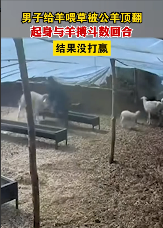 近日,内蒙古赤峰,一男子喂羊时,不慎被200斤的公羊撞翻在地
