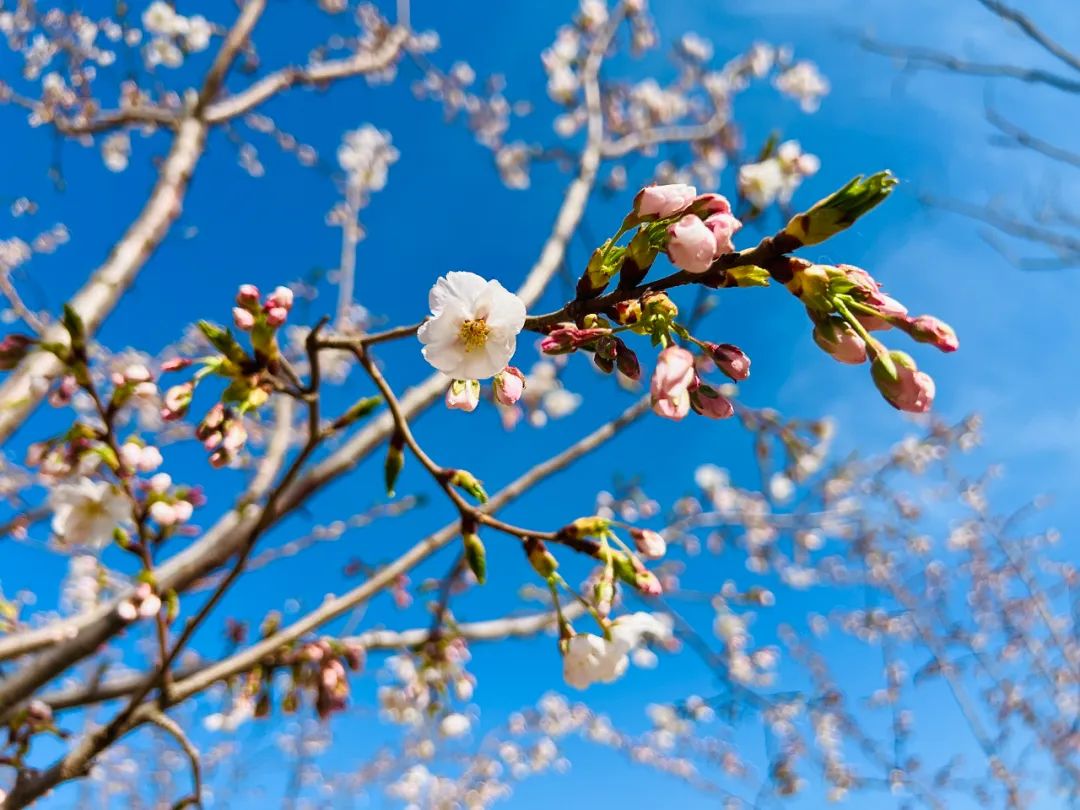 太原万科:将设计融入自然,沉浸在春日里的景观