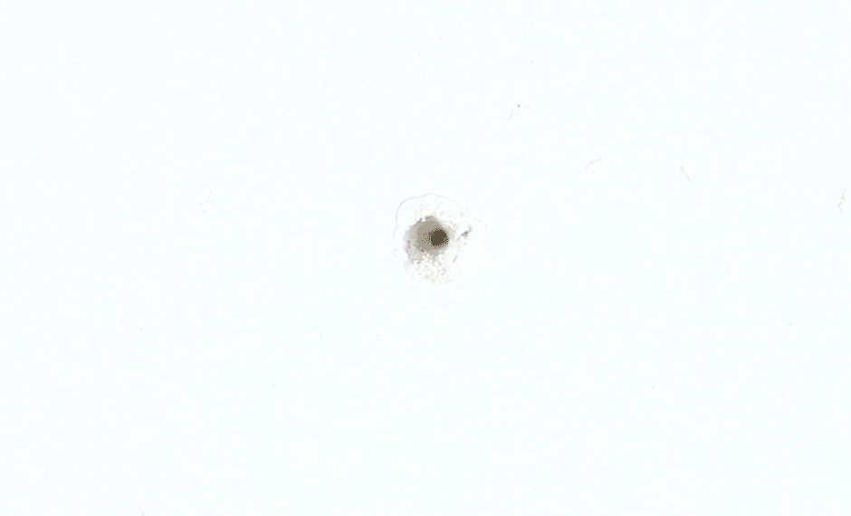 家里墙壁发霉发黑？保洁阿姨教你正确做法，旧墙焕然一新！