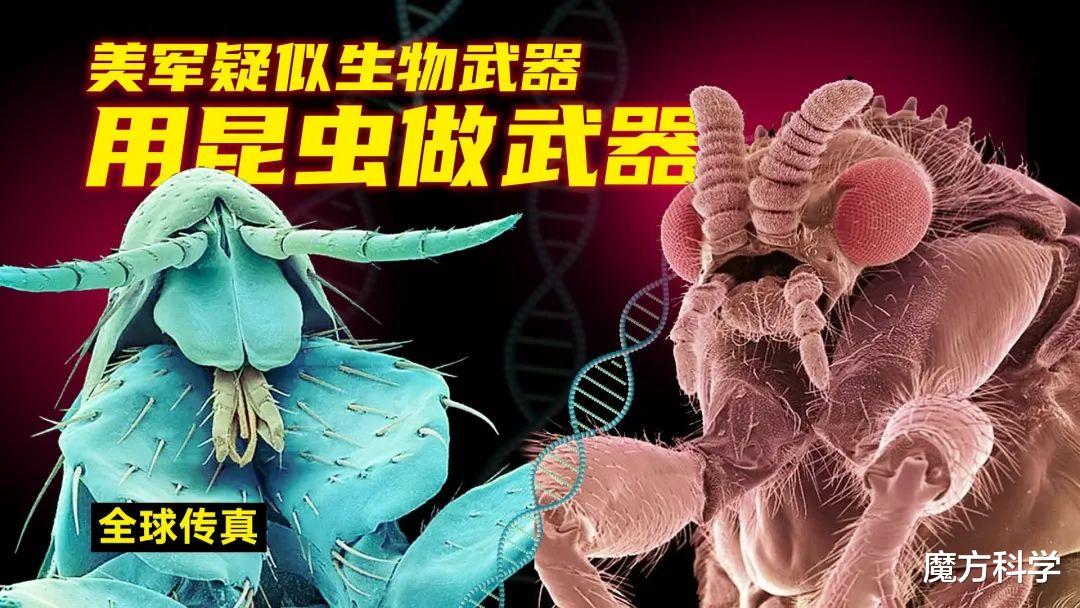想干嘛?美国拟2年释放24亿只转基因蚊子!对人体有没有攻击性?