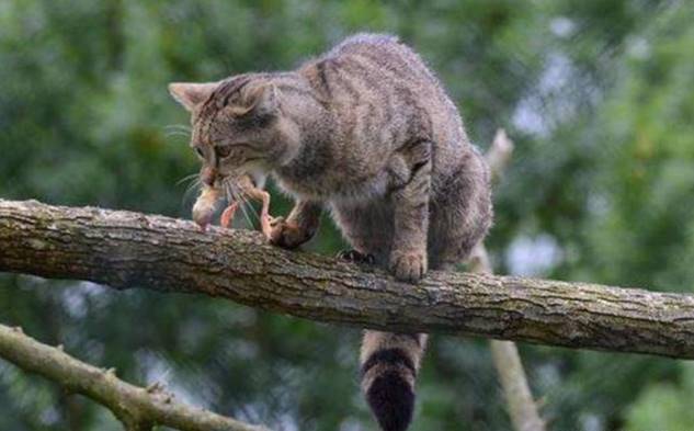 野猫如何变成家猫的?最新研究认为并非人类驯化,而是野猫自愿的