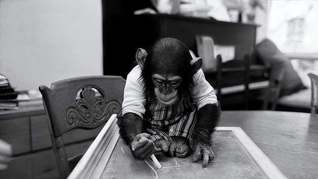 一只上过大学的猩猩，试图成为人类却被囚禁30年，最终什么结局？