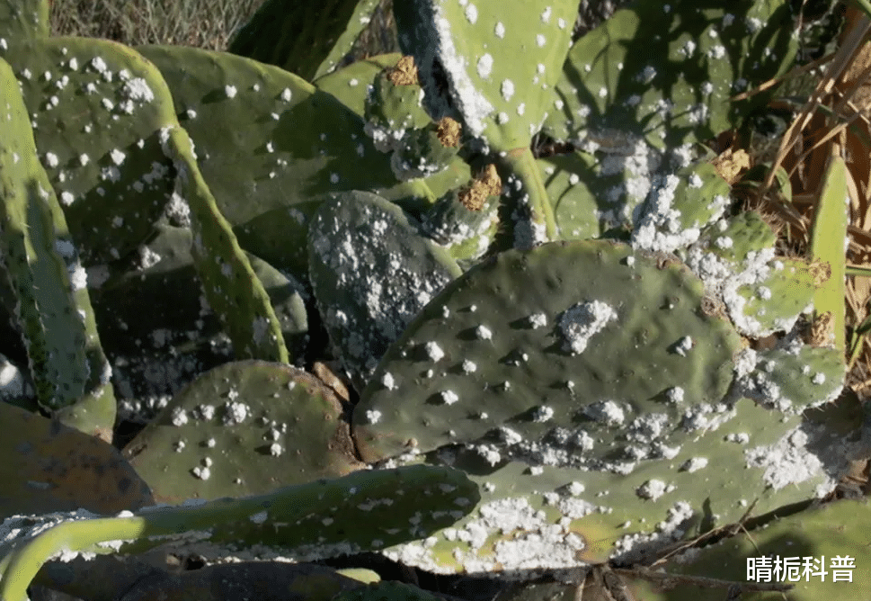 减脂 口红竟是用虫子做的?越贵的口红含虫量越多,看完你还敢用吗?