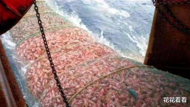 全球最“成功”的生物，每年吃掉2亿多吨，还能泛滥成灾！