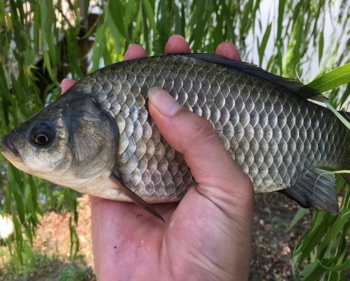 |揭秘钓鱼套路:就算得罪黑坑老板,也要让钓友知道这些“坑”招数