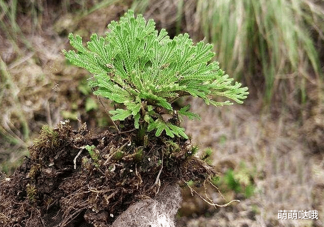?这“草”你可别小瞧它，它才不是什么野草，而是大名鼎鼎的“九死还魂草”