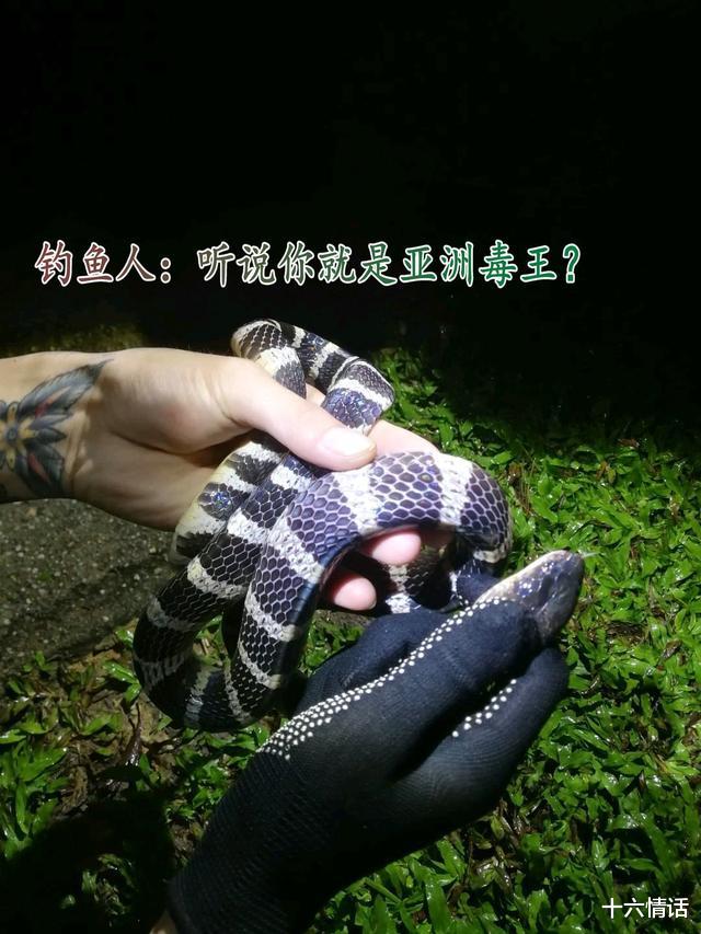 饵料|手抓银环蛇?广西男子夜钓遇到银环蛇不跑反捉,网友:肯定是假蛇