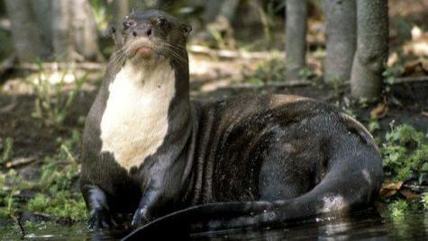 亚马逊河其中的10种可怕生物，你认识几种？