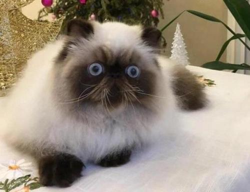 蓝猫|你知道动漫中的猫，卡鲁宾，汤姆，起司，黑猫警长都是什么猫吗？