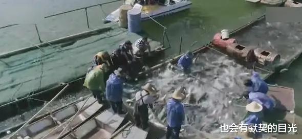 广东六旬老人养鱼,三年后6000万条鱼齐消失,结果却大赚1个亿