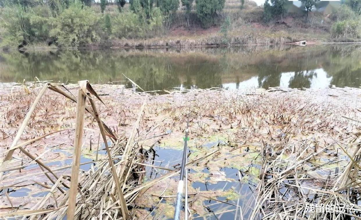 |钓鱼钓草有什么技巧？钓不到鱼，不一定是钓技差，原来是这些原因